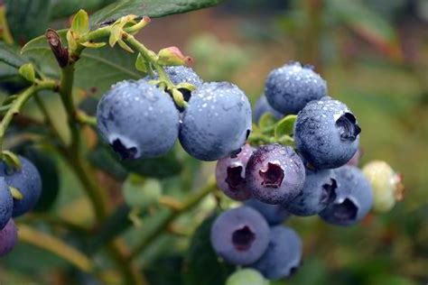 blue berry là gì